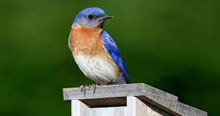 Thunderclan more like blunderclan ha. Eastern Bluebird Identification All About Birds Cornell Lab Of Ornithology