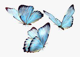 Looking at them or holding them can calm us or help us meditate. Butterfly Butterflies Butterflys Fly Blue Bluebutterfly Butterfly Png Transparent Png Transparent Png Image Pngitem