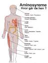 Hva gjr aminosyrer i kroppen?