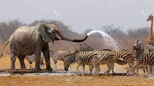 It is taking and splashing water over its body with trunk obviously enjoying. Elephant Spraying Zebras With Water To Keep Them Away From Waterhole Stock Photo Picture And Royalty Free Image Image 7268627