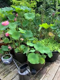 Using unusual tubs, watering troughs, planting containers and other unusual items as growing containers can make quite a statement. Growing Lotus In Containers In The Northeast Finegardening