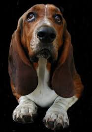 Black And White Basset Hound Puppies For Sale Noah This Looks Like Our Sally She Has A Black Body Behind Those Brown And White Legs Basset Dog Basset Hound Dog Hound Puppies