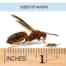 The female wasp will look for a burrow that contains a tarantula and then disturb. Wasp Hornet Identification What Does A Wasp Look Like