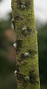 Image result for Viscum goetzei