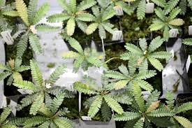 Image result for Biophytum