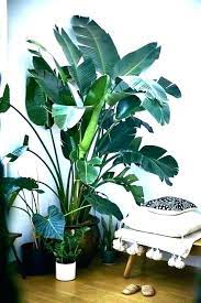 Low light doesn't mean no light. 15 Tall Indoor Low Light Plants Home And Garden Tips Garden Home Indoor Light Plan Big House Plants Big Indoor Plants House Plants Indoor