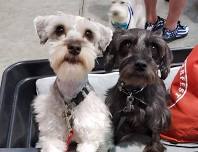 Schnauzerfest Rome