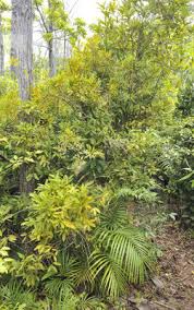 Image result for Craterispermum