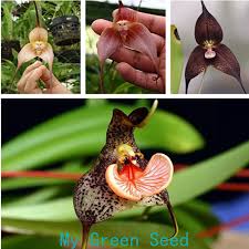 Orchid Plant Mixed Variety Flower Seed ...
