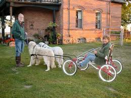 Sacco Dog Cart At Milk Honey Farm Dog Equipment Dog Trailer Dog Harness