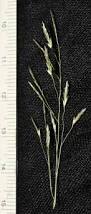 Image result for Eragrostis tenuifolia
