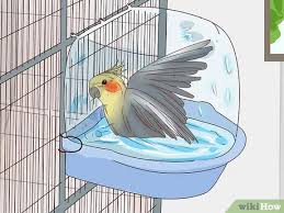 Get low prices, trusted brands & 24/7 expert help. How To Buy A Pet Cockatiel 11 Steps With Pictures Wikihow