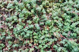 Image result for Alchemilla johnstonii