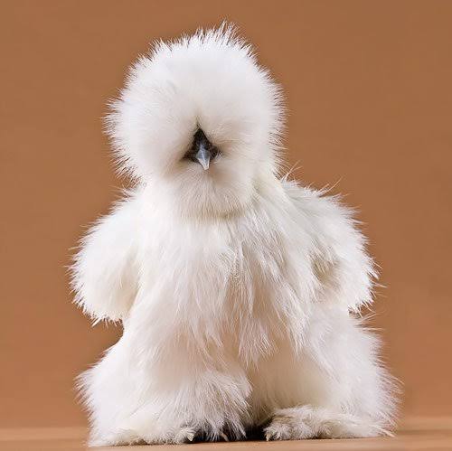 The iconic White Silkie Chicken variety, AI generated