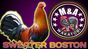 August 15, 2018 · sold out.!!! Ayam Sabung 2020 Sweater Boston Youtube