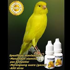 We did not find results for: Jual Pakan Burung Kenari Cepat Gacor Terbaru Lazada Co Id