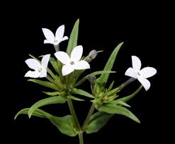 Image result for Conostomium natalense