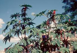 Image result for Ricinus communis