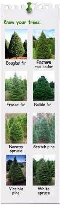 Its cones are totally different from the cones of true firs. Download Know Your Trees Douglas Fir Vs Fraser Fir Png Image With No Background Pngkey Com
