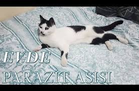 Kedi Ic Dis Parazit Asisi