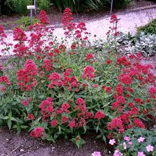 Image result for Centranthus