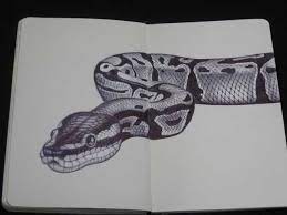 I believe this is some sort of viper but regardless of the type of snake that you wish to draw. I Ve Spent The Past Year Trying To Draw The Most Detailed Animals As Possible Snake Drawing Snake Art Animal Drawings Sketches