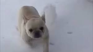 All of the donations go straight to the austin bulldog rescue. Texas Winter Storm Austin Puppy Enjoys First Snow In Video