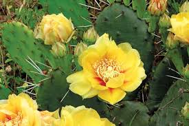 Find out how to grow prickly pear cactus at love the garden! Prickly Pear Cactus Opuntia Humifusa Ophum