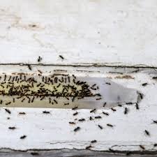How do i clean up q: Ant Baits Animal Poisons Helpline
