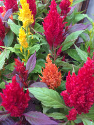 Fashion Look Mix Celosia Flowers Rosehill Gardens Plants
