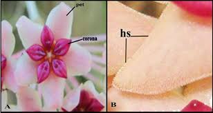 Comparative Morpho Anatomical Studies Of Hoya Incrassata And Hoya Soligamiana Apocynaceae From Mount Hamiguitan Philippines Semantic Scholar Echeveria amoena эхеверия амоена (приятная). comparative morpho anatomical studies