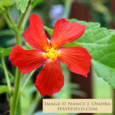 Image result for Pavonia rogersii