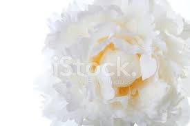 Marchioness tree peony peachy yellow infused tones of peach and rose. Macro White Peony With Yellow At The Center Stock Photos Freeimages Com