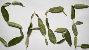This family includes not only the mints (mentha) and sages (salvia), but also many of the most common. Plants Myriad Mirage