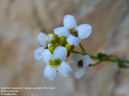 Image result for Crambe hispanica