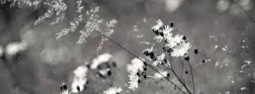 Aesthetic Classy Black And White Cover Photos For Facebook Image Result For Black And White Vintage Facebook Cover Photos Black And White Flowers Vintage Facebook Cover Facebook Cover Photos