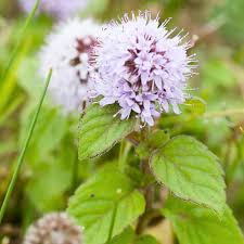 Image result for Mentha aquatica