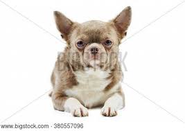 If you happen to be a lavender fan then you will love this! Adult Chihuahua Dog Image Photo Free Trial Bigstock