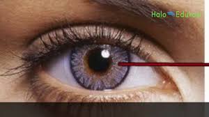 Maybe you would like to learn more about one of these? Bagian Bagian Mata Manusia Dan Fungsinya Haloedukasi Youtube