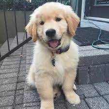 Teddy The Golden Pup On Instagram Woah I Have 20k Friends I Can T Even Count That High Thank You For Followi Cute Dogs Cute Dogs And Puppies Cute Animals
