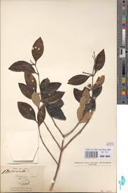 Image result for Tetracera boiviniana