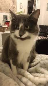 Pin On Hungry Cat