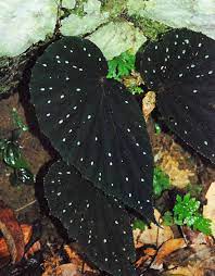 Pin On Wish List For Plants Misc Ornamentals