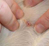 Image result for cuterebriasis in dogs