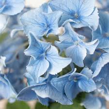 Image result for Hydrangea