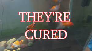 How To Cure Swim Bladder Disease Youtube