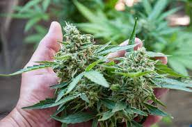 Organic food crops, available to cannabis growers in california. Where Can I Get Organic Weed Modern Farmer