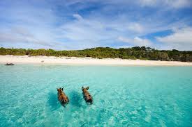 If you want something a little. Cheap Flights From Washington D C To The Bahamas United Airlines