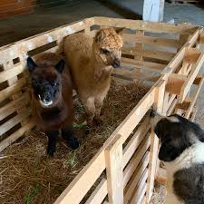 Diana chaves e joão baião, habituais apresentadores do 'casa feliz', estão em isolamento profilático, após terem estado em contacto com… De Caes A Cangurus Entre Na Quinta De Joao Baiao E Conheca Os Seus Muitos Animais