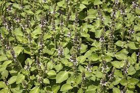 Xylem consists of dead cells. Basil Holy Ocimum Sanctum Ocimum Tenuiflorum Organically Grown Flower Seeds Floral Encounters